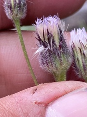 Erigeron elatus
