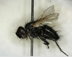 Oestroidea