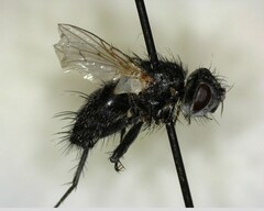 Oestroidea