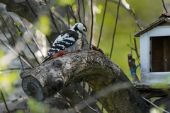 Dendrocopos leucotos