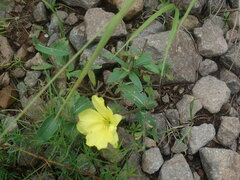 Oenothera