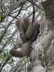 Mammillaria