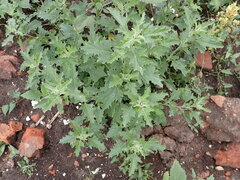Atriplex tatarica