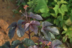 Jatropha gossypiifolia