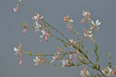 Oenothera lindheimeri