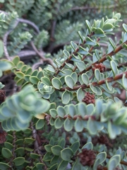 Veronica buchananii