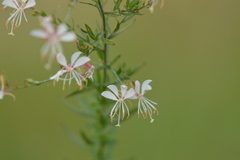 Oenothera lindheimeri