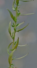 Oenothera lindheimeri