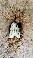 Lacinipolia