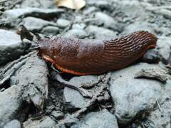 Arion rufus