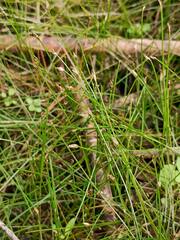 Eleocharis acicularis