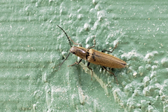 Elateroidea