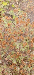 Cistus salviifolius