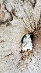Lacinipolia
