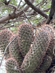 Mammillaria
