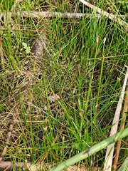 Eleocharis acicularis