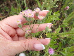 Erigeron acris podolicus