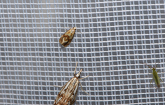 Gynnidomorpha permixtana