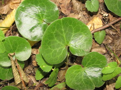 Asarum europaeum