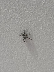 Eris militaris