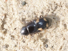 Glischrochilus quadrisignatus