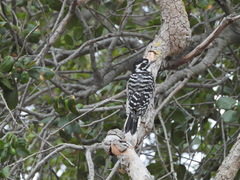 Dryobates nuttallii