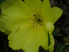 Oenothera