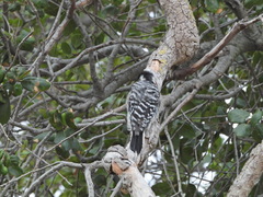 Dryobates nuttallii