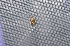 Gynnidomorpha permixtana