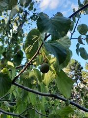 Davidia involucrata