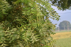 Azadirachta indica