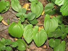 Maianthemum bifolium