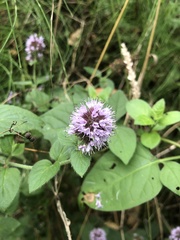 Mentha aquatica