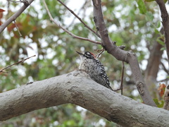 Dryobates nuttallii