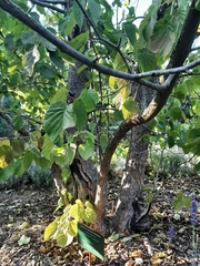 Davidia involucrata