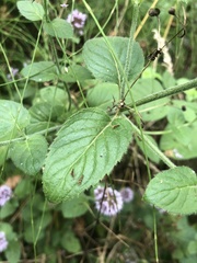 Mentha aquatica