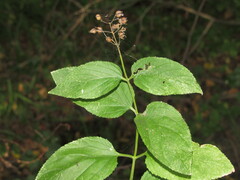 Scrophularia nodosa
