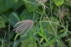 Chloris virgata