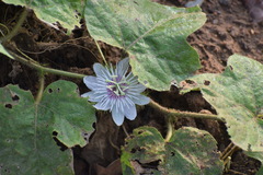 Passiflora foetida