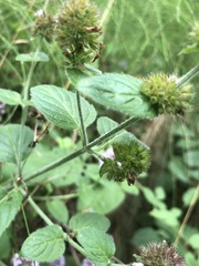 Mentha aquatica