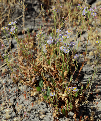 Symphyotrichum ascendens
