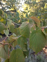 Davidia involucrata