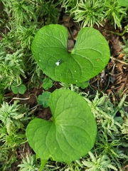 Viola