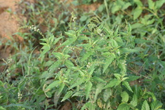 Croton bonplandianus