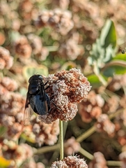 Copestylum violaceum