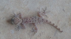Cyrtopodion scabrum