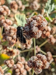 Copestylum violaceum