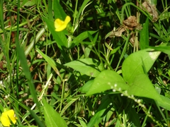 Faboideae