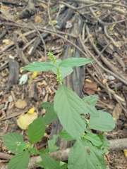 Achyranthes japonica