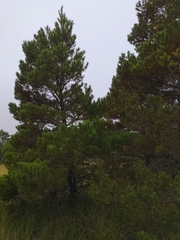Pinus contorta contorta